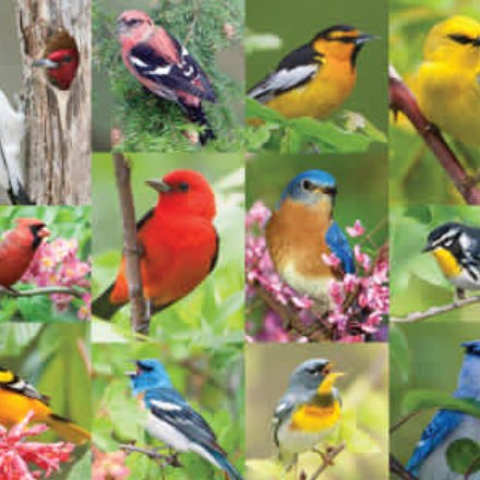 image of Birds of a Feather 500 piece puzzle