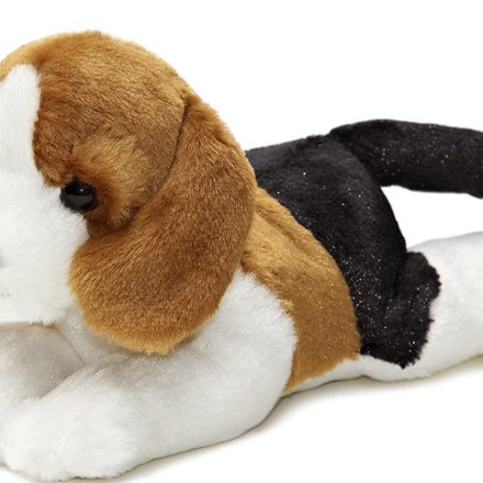 image of Homer the Beagle