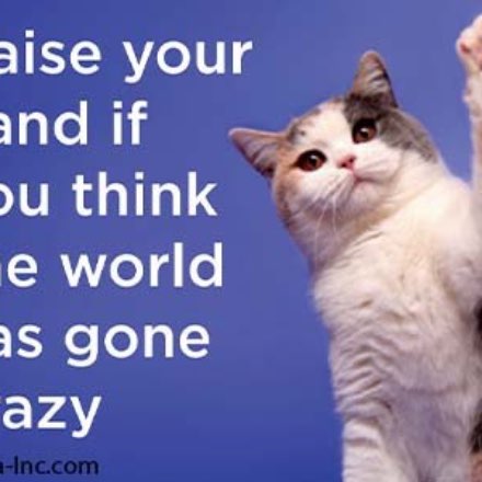 image of The World Has Gone Crazy Cat Magnet